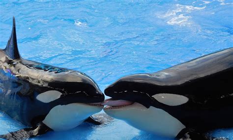 Free photo: Whales, Killer Whales, Orcas - Free Image on Pixabay - 1263066