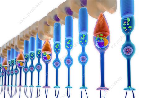 Rod and cone photoreceptor cells, illustration - Stock Image - F018/4741 - Science Photo Library