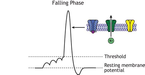 Voltage Gated Ion Channels Animation