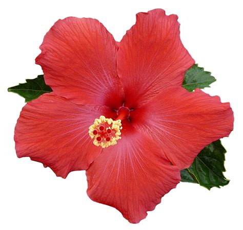 Hibiscus Plant Png - PNG Image Collection