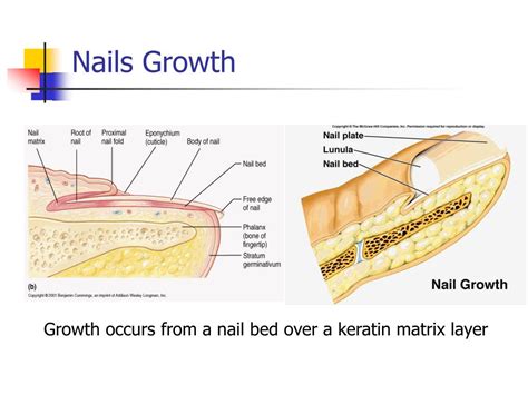 PPT - Biology of Hair and Nails PowerPoint Presentation, free download ...