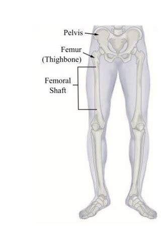 What is the biggest bone in the body? Draw a picture of its location ...