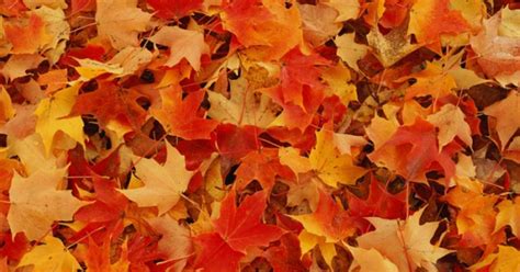 The Ultimate East Coast Fall Foliage Guide - CBS Los Angeles