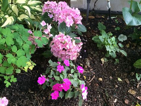 Hostas, Impatients and Hydrangeas Making Plant Pots, Flower Pots ...