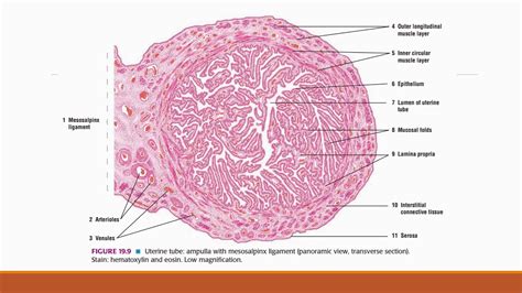 Female reproductive system histology - YouTube