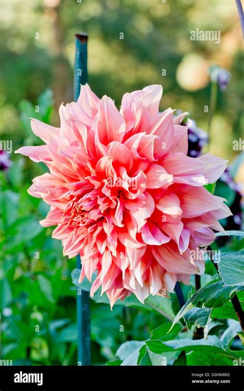 Dahlia garden festival hi-res stock photography and images - Alamy