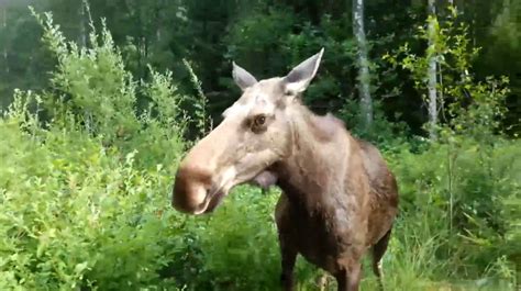 Moose Attack Caught On Camera By Norwegian Photographer Is Truly Terrifying (VIDEO)