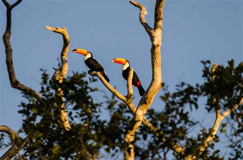 50 Surprising Toucan Facts To Brighten Up Your Life - Facts.net