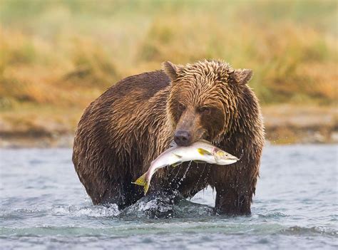 Coastal Brown Bear in a river during salmon spawning run | Bear fishing, Alaskan brown bear ...