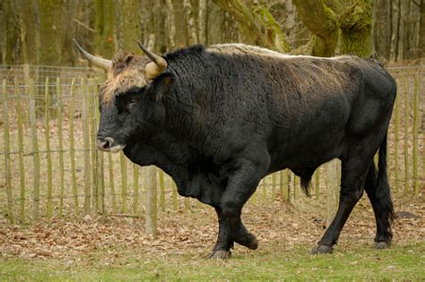 Animal De Uro Bos Primigenius Foto de stock y más banco de imágenes de Agricultura - iStock