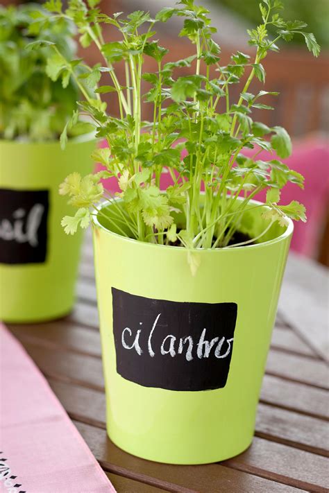 How to Grow Cilantro Indoors from Seed