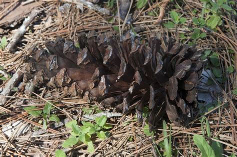 Longleaf Pine Cone | ClipPix ETC: Educational Photos for Students and ...