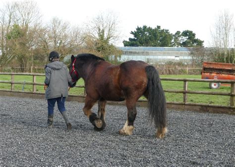 Fairfield Farm College ABRS+ Approved | Association of British Riding Schools