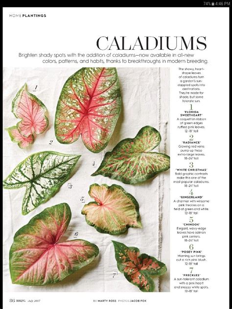 Caladium Varieties In The Philippines With Names