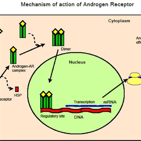 Mechanism of action of Androgen Receptor. | Download Scientific Diagram