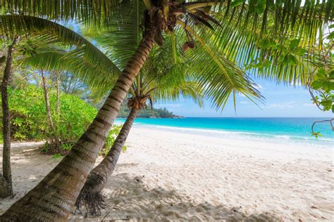 Download Horizon Ocean Tropical Palm Tree Sand Nature Beach 8k Ultra HD Wallpaper