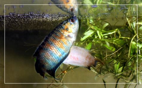 Paradise Fish - Species Profile & Care Guide