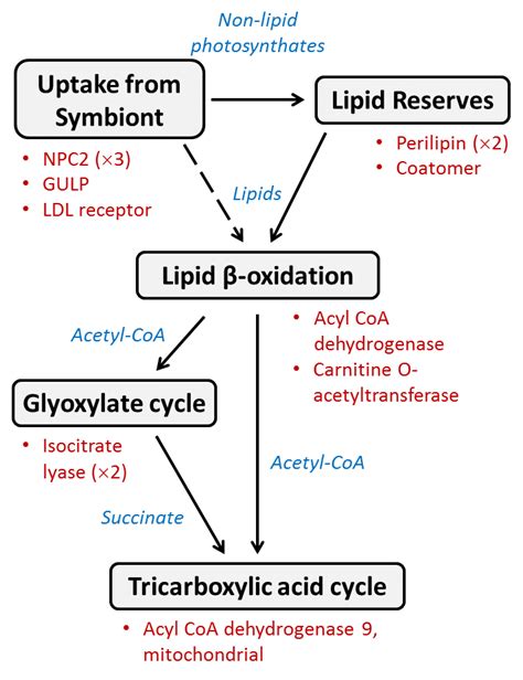 Conceptual diagram of lipid metabolism processes and associated proteins | Download Scientific ...