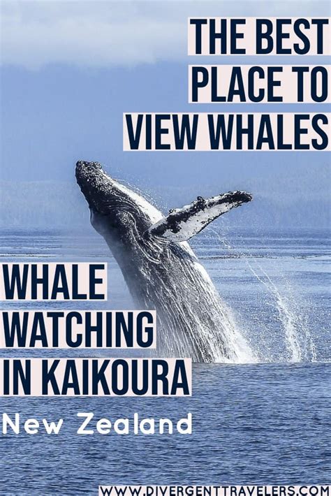 Kaikoura Whale Watching: The Ultimate Guide