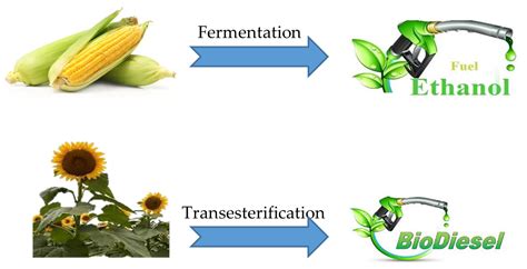 Sustainability | Free Full-Text | Role of Biofuels in Energy Transition, Green Economy and ...