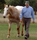 Horse Training Methods | Successful Horse Training Starts with Knowledge