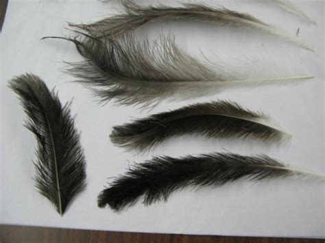 Rhea Feathers