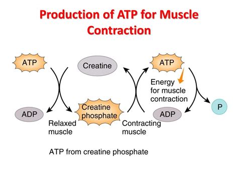 PPT - Histology of Muscle PowerPoint Presentation, free download - ID ...