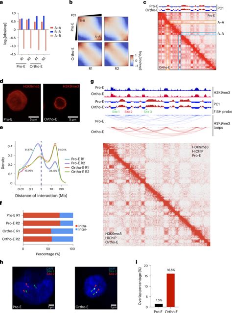 Chromatin condensation in terminal erythropoiesis is coupled with... | Download Scientific Diagram