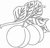 Peach coloring Page  ColouringPages sketch template