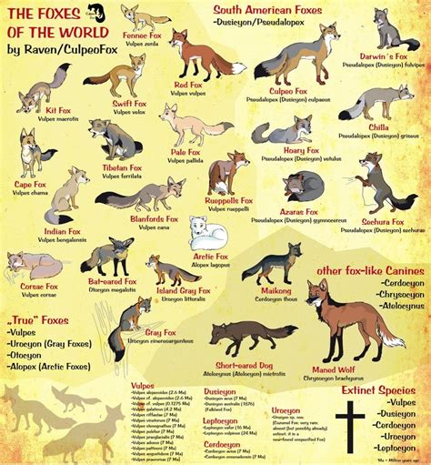 A Fun Fox Species Chart! | Fox species, Fox breeds, Pet fox