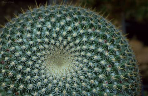 Fibonacci - Mammillaria cactus by Csibu83 on DeviantArt