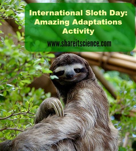 Share it! Science : International Sloth Day: Amazing Adaptations Activity