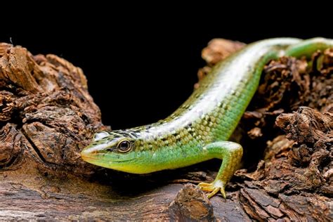 Premium Photo | Green skink lizard on a tree branch