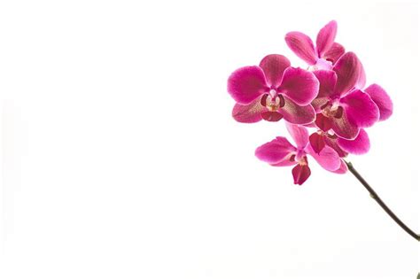 Purple orchid flowers on a white | Purple orchids, Orchid flower, Orchids