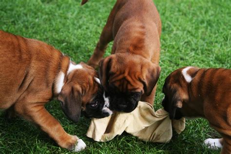 All You Need to Know About Miniature Boxer Puppies | PetvBlog