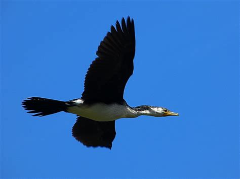 pied cormorant | Rodger Scott | Flickr