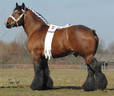 Dutch Draft Horse Info, Origin, History, Pictures