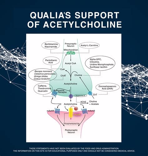 the cover of the book qualas support of acetylcholine, with an image of a human's stomach