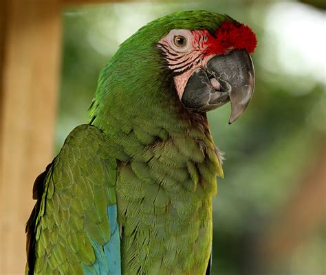 Military Macaw Free Stock Photo - Public Domain Pictures