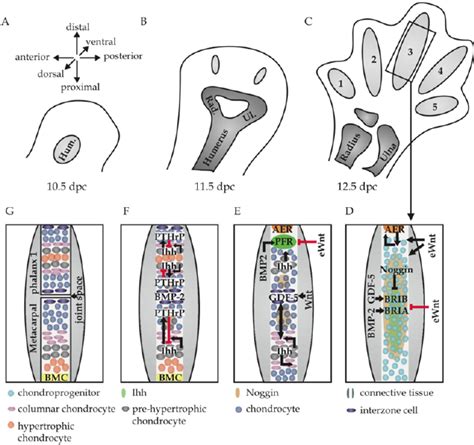 Schematic representation of limb bud outgrowth and determination of ...