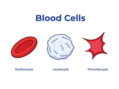 Discover 116+ blood cell drawing best - vietkidsiq.edu.vn