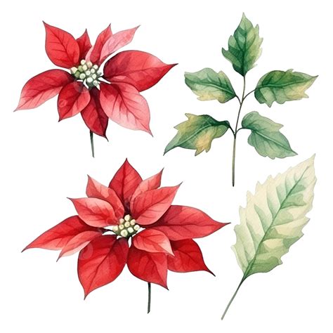 Watercolor Christmas Poinsettia Flower Bouquet Elements, Background, Bloom, Blossom PNG ...
