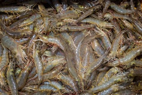 Shrimp farming is coming to a city near you | TJ.news