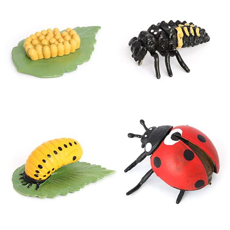 Buy Ladybug Growth Cycle, Animal Growth Cycle Biological Model , Growth ...