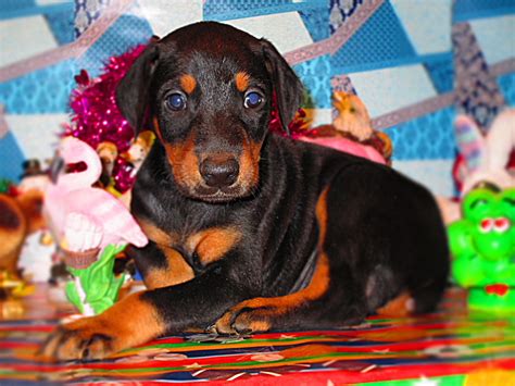 Doberman Pinscher Puppies For Sale | Chicago, IL #261931