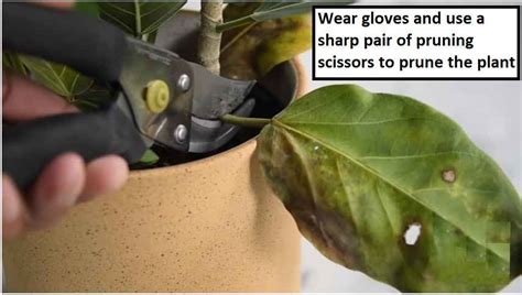 How To Care For a Ficus Tree in 10 Simple Steps