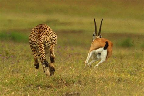 Cheetah hunting a gazelle | Demetrius John Kessy | Flickr