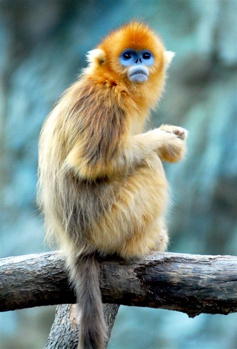 Golden Snub-nosed Monkey Facts, Habitat, Diet, Life Cycle, Baby, Pictures