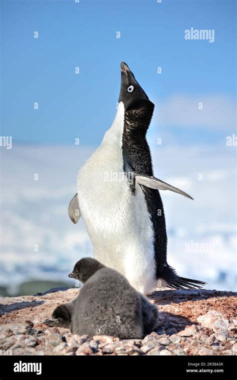 Adélie penguin breeding colony in Antarctica Stock Photo - Alamy