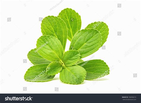 Boldo Leaf Green Plant Called Boldo Stock Photo 708998272 | Shutterstock